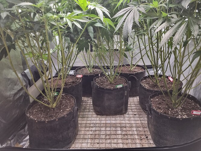 Growreport Bild 37