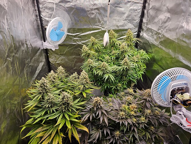 Growreport Bild 60