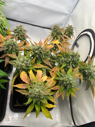 Growreport Bild 1