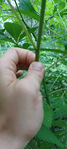 Growreport Bild 1