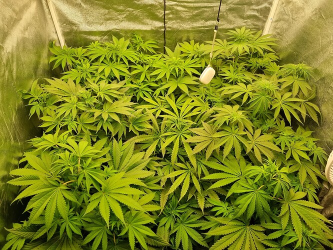 Growreport Bild 45