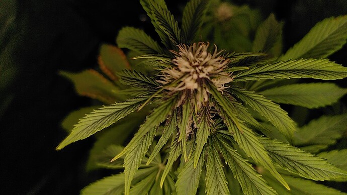LSD Auto Tag 41 Blüte