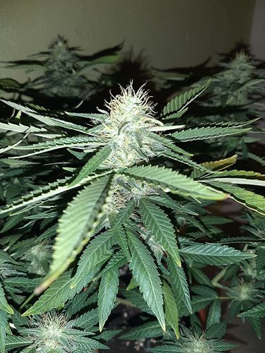 Growreport Bild 4