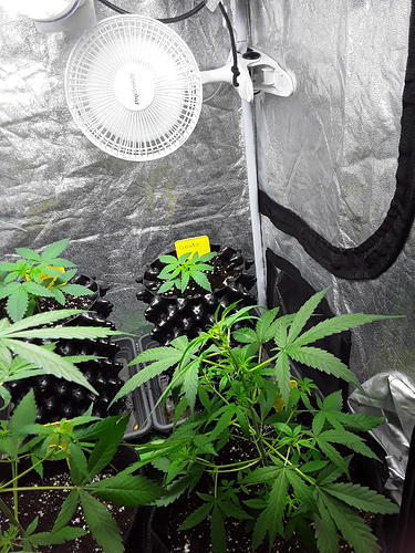 Growreport Bild 6