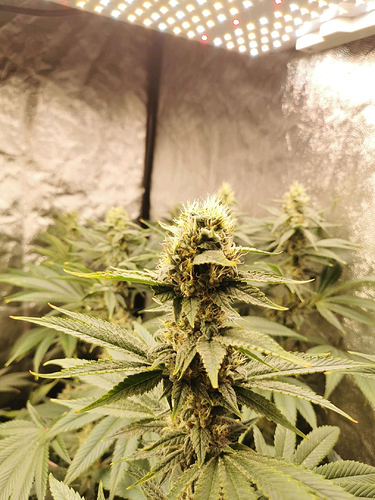 Growreport Bild 13