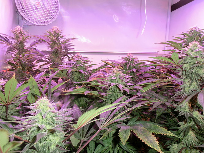 Growreport Bild 5