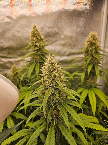 Growreport Bild 37