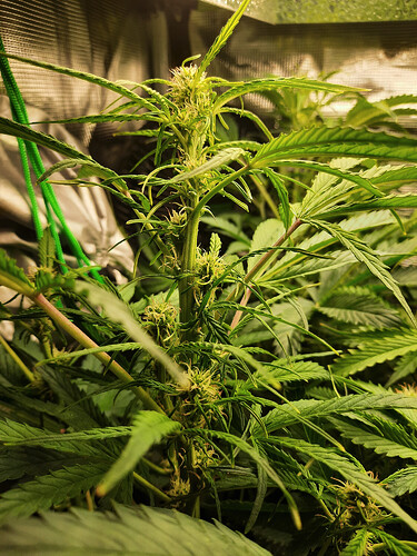 Growreport Bild 4