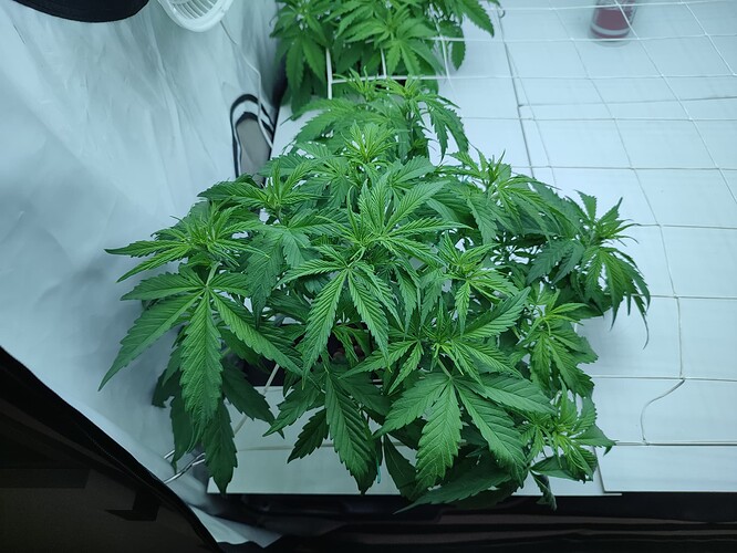 Growreport Bild 16