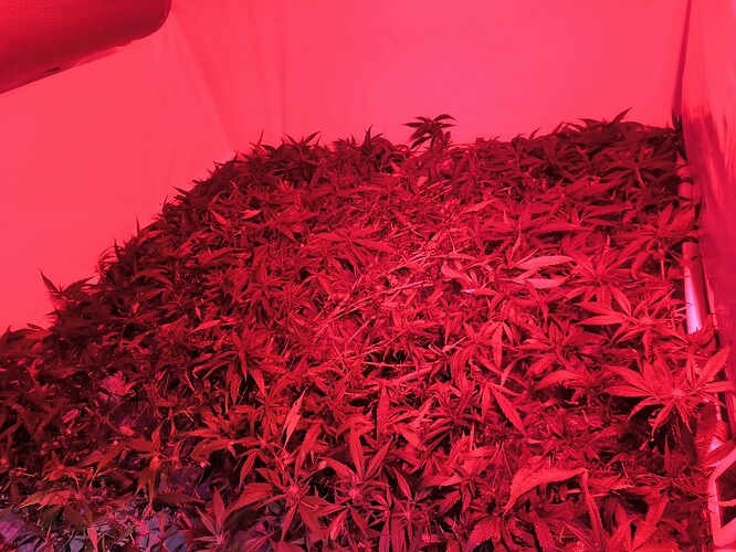 Growreport Bild 3
