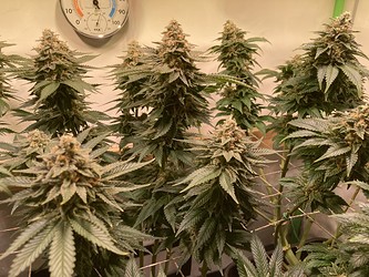 Growreport Bild 2