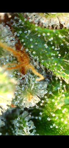 Growreport Bild 27