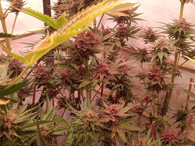 Growreport Bild 2