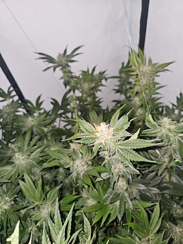 Growreport Bild 7