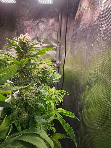 Growreport Bild 8