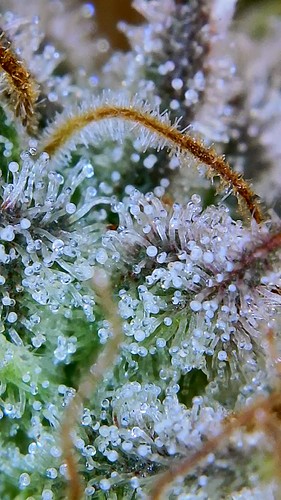 Growreport Bild 17