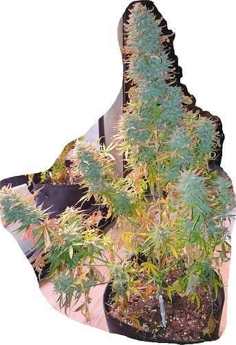 Growreport Bild 15