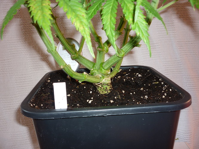 Growreport Bild 13