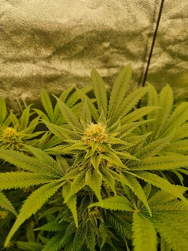Growreport Bild 36