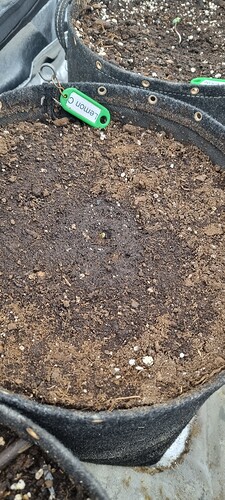 Growreport Bild 35