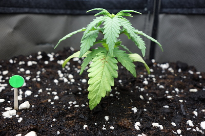 Ein junger Cannabis-Sämling in einem dunklen Substrat mit weißem Perlit. Links im Bild ist ein kleiner grüner Marker auf einem Holzstab zu sehen. Die Pflanze hat bereits mehrere Blätter entwickelt, wobei die unteren Blätter leichte Verfärbungen aufweisen.