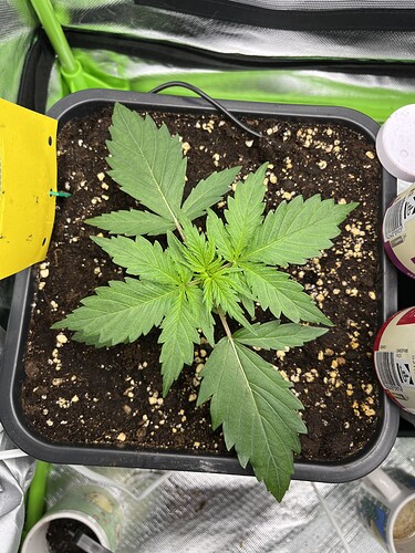 Growreport Bild 3