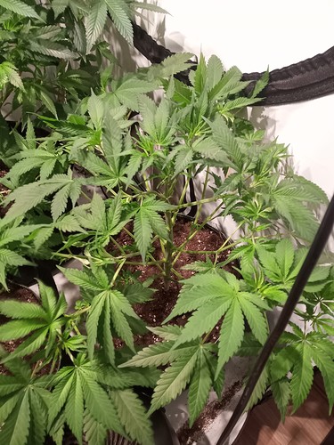 Growreport Bild 6