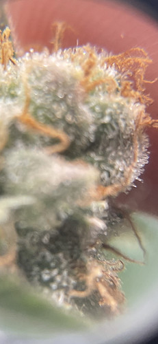 Growreport Bild 12