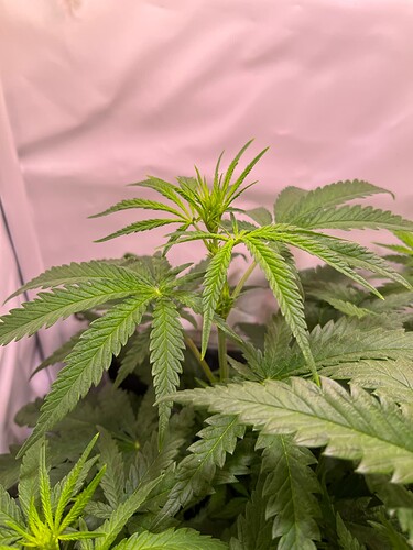 Growreport Bild 11