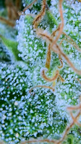 Growreport Bild 11