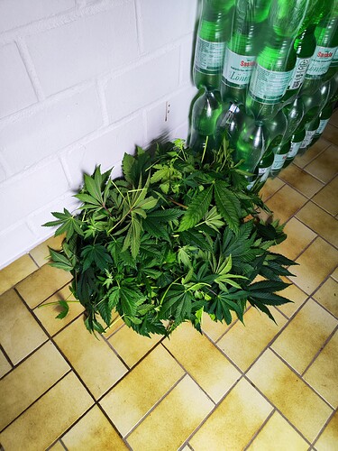 Growreport Bild 1