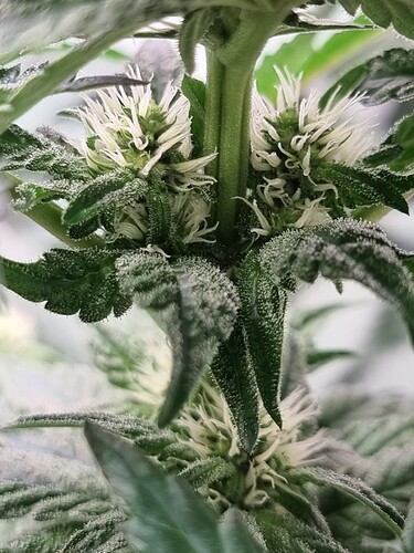 Growreport Bild 4