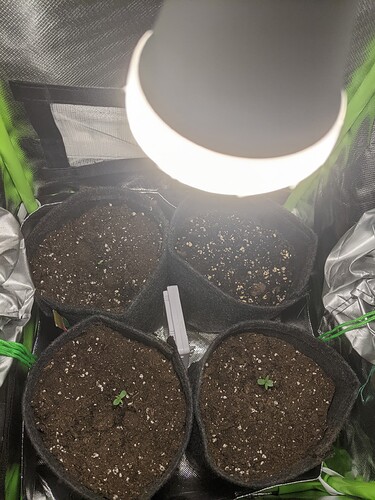 Growreport Bild 6