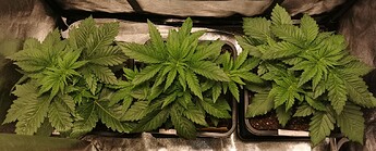Growreport Bild 20