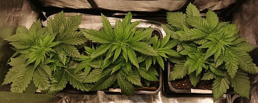Growreport Bild 5