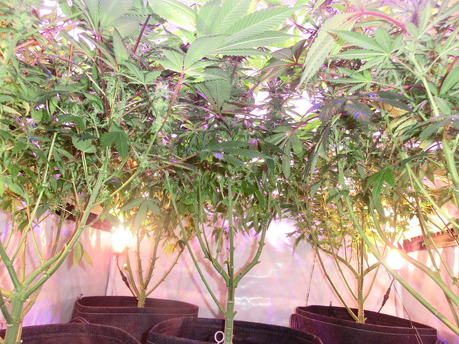 Growreport Bild 3