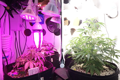 Growreport Bild 10