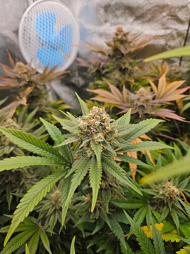 Growreport Bild 69