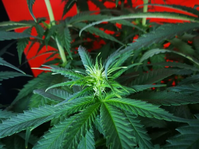 Growreport Bild 10