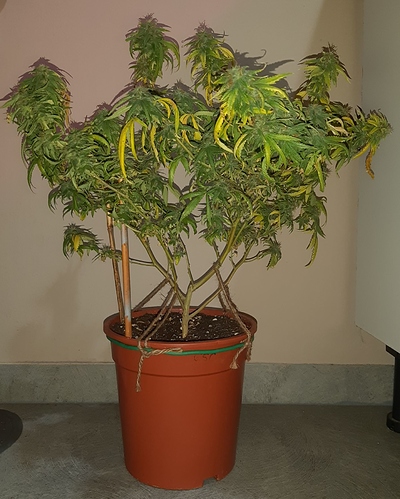 Growreport Bild 7
