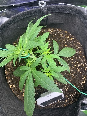 Growreport Bild 8