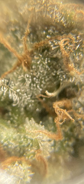 Growreport Bild 20