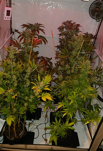 obscura1607811365281