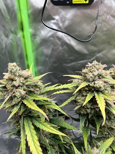 Growreport Bild 39