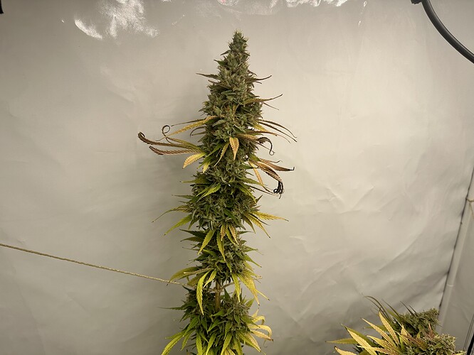 Growreport Bild 28