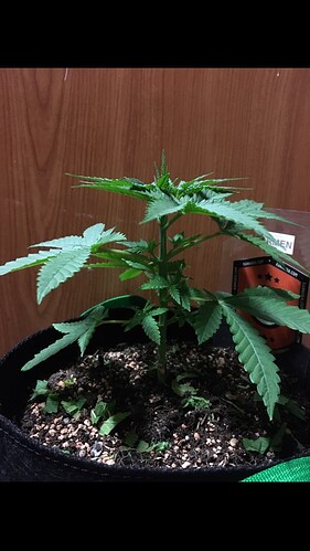 Growreport Bild 5