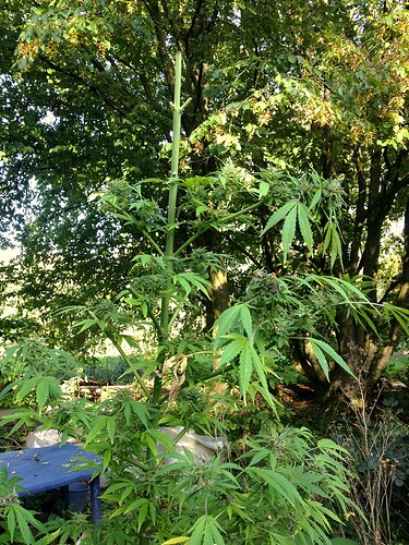 Growreport Bild 19
