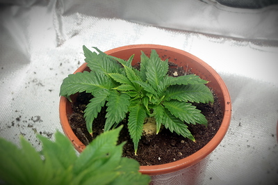 Growreport Bild 3