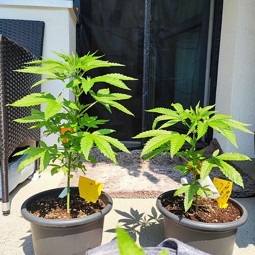 IMG_20230709_133810_609