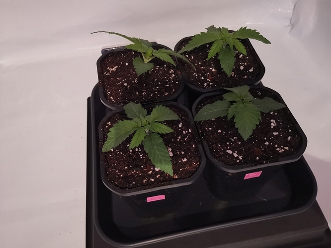 Growreport Bild 2